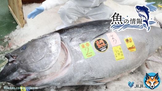 \u25c6豊洲市場のマグロ初競り、勢力図に変化？　「ノーマーク」のスーパーが参戦した理由  記事は&rArr;  新年恒例、豊洲市場のマグロ初競り。「すしざんまい」を運営する「喜代村」、仲卸業者「やま幸」の2社の印象が強いが、近年、食品スーパーが参戦している。その狙いとは―。