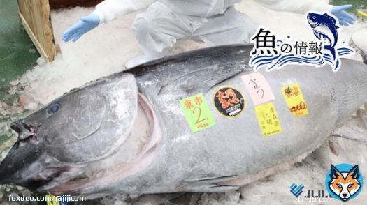\u25c6豊洲市場のマグロ初競り、勢力図に変化？　「ノーマーク」のスーパーが参戦した理由  記事は&rArr;  新年恒例、豊洲市場のマグロ初競り。「すしざんまい」を運営する「喜代村」、仲卸業者「やま幸」の2社の印象が強いが、近年、食品スーパーが参戦している。その狙いとは―。