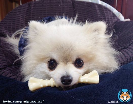 ハムッとこまちゃん #ポメラニアン #pomeranian #こまてま #犬のいる幸せ