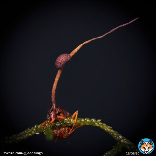A beautifully mature Ophiocordyceps unilateralis s.l. from Parque Nacional de S&atilde;o Joaquim - SC, Southern Brazil 12/2022. The fruiting body is ready to shoot over 300,000 spores along its life, creating a mine field below the infected carcass. #TheLastOfUs