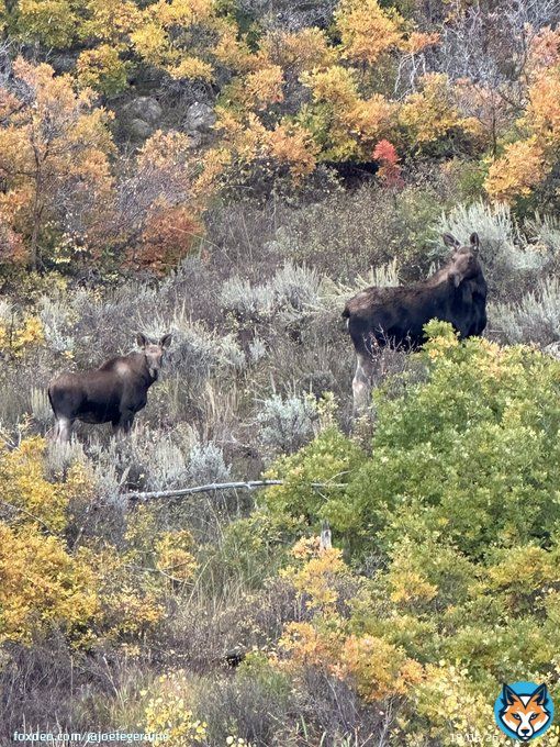 I like these kind of neighbors. The view from our future homesite. #moose #parkcity #fallcolors