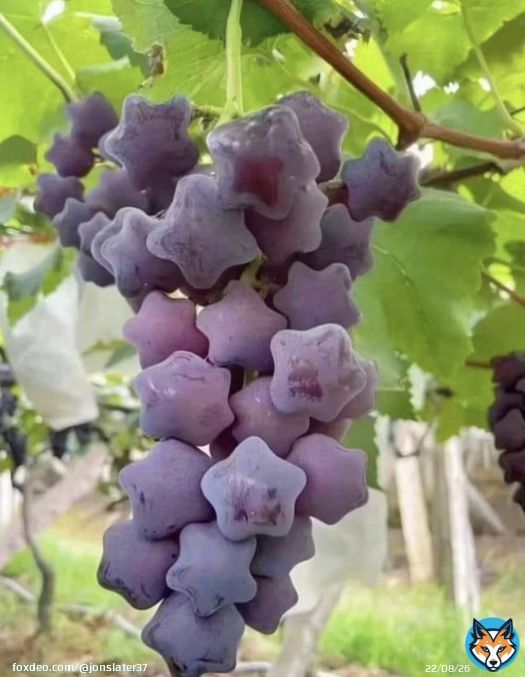 Star Shaped Grapes from Japan. ! Yum