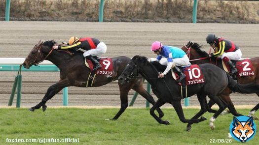 今週末は、中山記念(GII)！  2016年の優勝馬は、#ドゥラメンテ。現役最後の勝利がこの中山記念だったよ。昨年(2022年)は #タイトルホルダー をはじめ、子供たちが「GI 6勝」と大活躍！きっと今は天国で大喜びしているね。  #JRA #JRAFUN #中山記念 #Ｍ・デムーロ
