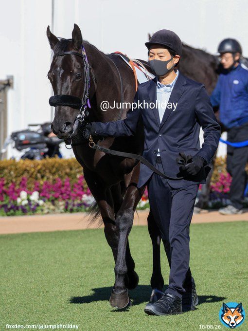 中山6Rのメイクデビュー中山にはエフフォーリアの半妹ペリファーニアが出走。その出自から1倍代の一番人気。 兄とは違い青鹿毛の艶やかな子です。顔も整ってますね。少しだけですが気の強そうな所も見えました。 #ペリファーニア #中山競馬場