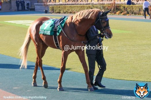 太陽を背にヴェローチェオロが帰ってきました。 東京11RダイヤモンドSにはゴールドシップ産駒のヴェローチェオロが出走。昨年三月のドバイ以来。ここは七番人気です。 #ダイヤモンドS #ヴェローチェオロ #ゴールドシップ産駒