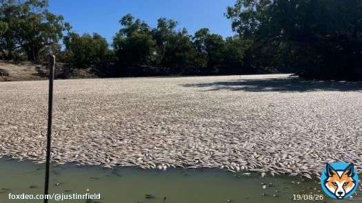 This is not natural. It&rsquo;s a legacy of Nationals mismanagement of rivers over decades. Altered flow regimes, clearing riparian zones, agri-chemicals, invasive species - the problems are clear. Part of the solution is voting the Lib/Nats out. #nswpol