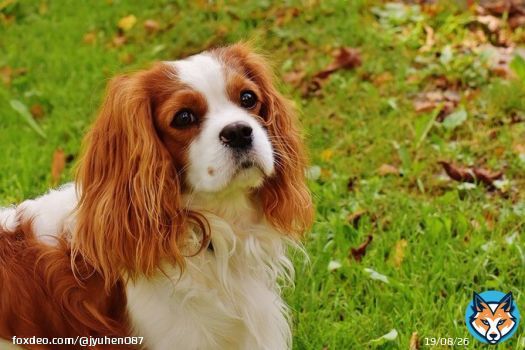 クリス・コロンバスの脚本だとギズモもグレムリンになる展開なのに スピルバーグの飼ってるコッカスパニエル犬をモデルにしてギズモをデザインしたらスピルバーグが萌え狂って、 「こんなに可愛い子をグレムリンにするなんてダメ！」と言い出して脚本が全然変わってしまった話好き #グレムリン