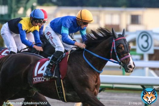 アルゼンチン共和国杯 アフリカンゴールド T.マーカンド騎手