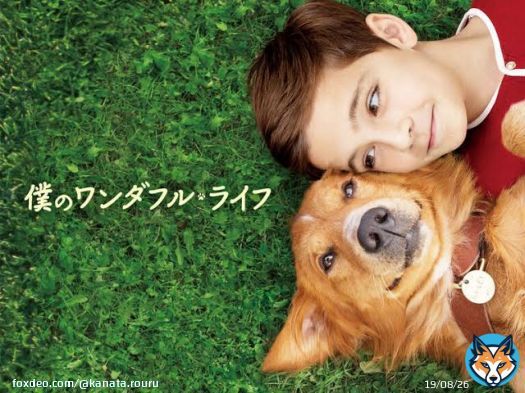 \u2465映画｢僕のワンダフルライフ｣ 犬好きな人もそうでない人もオススメの映画！ 毎年観てるんだけど必ず3回は泣くシーンがあります ベラのワンダフルホームやらワンダフルジャーニーやらあるけどこれが原点にして頂点だと思ってる