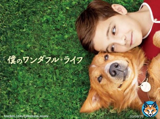 \u2465映画｢僕のワンダフルライフ｣ 犬好きな人もそうでない人もオススメの映画！ 毎年観てるんだけど必ず3回は泣くシーンがあります ベラのワンダフルホームやらワンダフルジャーニーやらあるけどこれが原点にして頂点だと思ってる