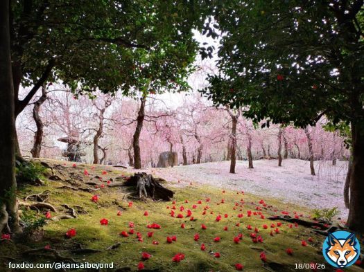 This fairy-tale landscape. @ Jonan-gu, Kyoto #japantravel #kyoto