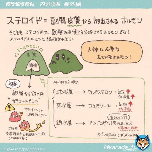 【深掘り！ステロイド】 臨床で広く使用されるステロイド薬を絡めたまとめ