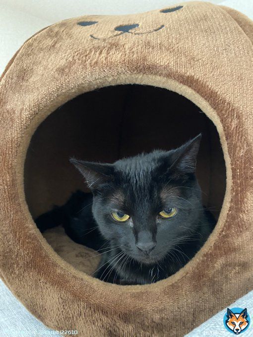 人相悪いよ？ 黒猫あるあるで色が違う  #猫 #子猫 #黒猫 #黒猫同盟 #猫のいる暮らし #猫のいる幸せ #cat