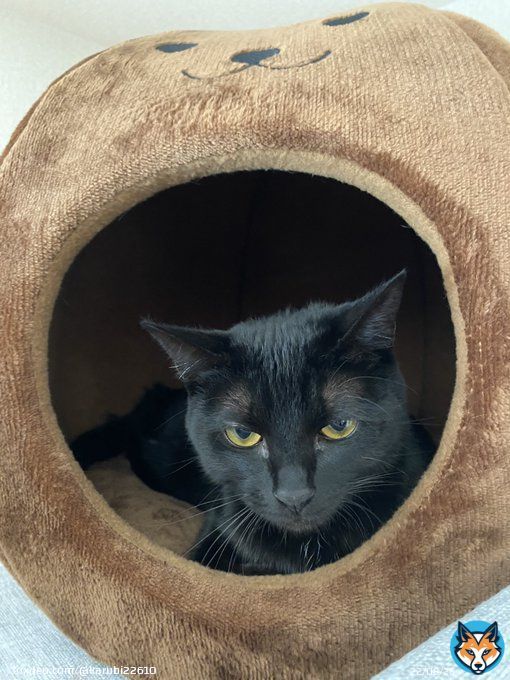 人相悪いよ？ 黒猫あるあるで色が違う  #猫 #子猫 #黒猫 #黒猫同盟 #猫のいる暮らし #猫のいる幸せ #cat