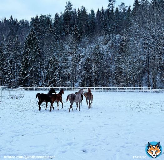 .Happy weanlings! \ud83e\udd0d -7 C today and they love to play outside in the snow. 2023 foal croup has been a blessing and this 5 ones stay with us are my favorites \u2728