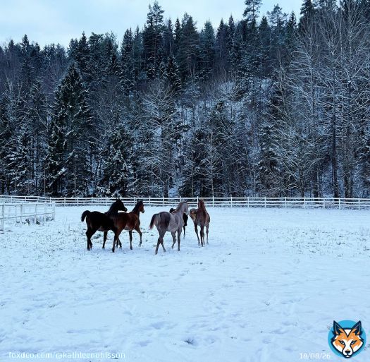 .Happy weanlings! \ud83e\udd0d -7 C today and they love to play outside in the snow. 2023 foal croup has been a blessing and this 5 ones stay with us are my favorites \u2728