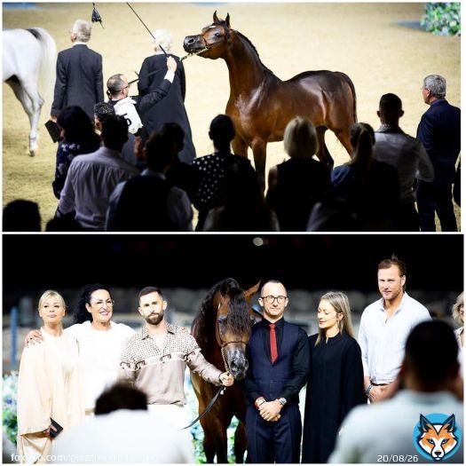 .WF GAWIN Magic Magnifique | WW Gawina by Emerald J &bull; Top Five Junior Colt and close to a Bronze title in World Arabian Championship Doha- Qatar &bull;Happy to be a part of this colts journey since he was a baby and born with our friend in northof Sweden. Leased by us in 2022 and now we have his first babies in the farm and expecting a couple of ones to be born in 2024 ????Congratulations to his breeder, owner and trainer! \ud83c\udf39@madwik83 @basque_arabians @privilegearabian