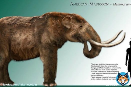 Fun mastodon facts! These magnificent creatures once roamed north and Central America. Unlike grassland dwelling mammoths, they preferred forests and ate leaves. They were likely social animals, similar to modern day elephants. For more information, google &ldquo;mastodon social&rdquo;
