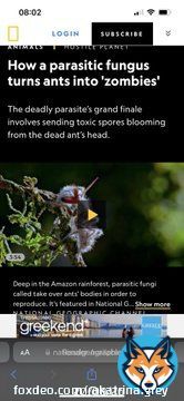 #thelastofus is based off a real-life species of fungus that performs a kind of 'mind control' on its insect hosts. Ophiocordyceps unilateralis, otherwise known as cordyceps or zombie-ant fungus, infects insects such as ants or spiders.