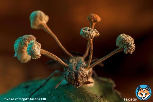 Winners of the annual BMC Ecology and Evolution photo contest announced This year the grand prize went to biologist Roberto Garcia-Roa for his incredible  'A History of Conquest. A parasitic fungus of Ophiocordyceps grows from the body of a dead fly..  Peruvian Tambopata Reserve