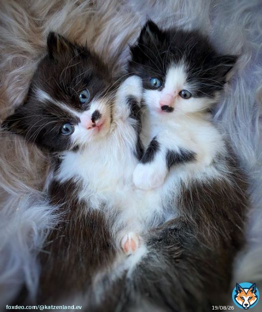 Br&ouml;sel und Kr&uuml;melinchen sind krank. Ganz artig sind sie heute im Bettchen geblieben.  wir haben ein Limping Kitten Syndrom. Eine Gelenkentz&uuml;ndung mit Fieber  #CatsOfTwitter #cats #kitten #catsofinstagram