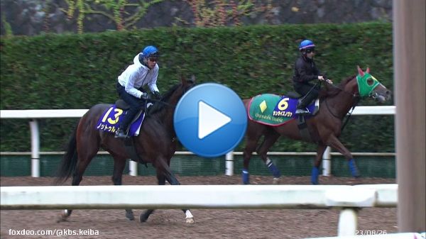 【#チャンピオンズカップ 】 ３歳世代代表格の #ノットゥルノ コンビを組む #武豊 騎手を背に坂路で最終追い切りを行いました ジャパンダートダービー覇者の若い力が初の中京ダートで旋風を巻き起こせるか
