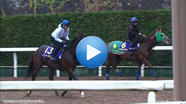 【#チャンピオンズカップ 】 ３歳世代代表格の #ノットゥルノ コンビを組む #武豊 騎手を背に坂路で最終追い切りを行いました ジャパンダートダービー覇者の若い力が初の中京ダートで旋風を巻き起こせるか