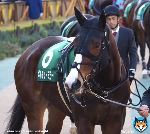 根岸ステークス　パドック ギルデッドミラー  #ギルデッドミラー  #根岸ステークス #根岸S #東京競馬場