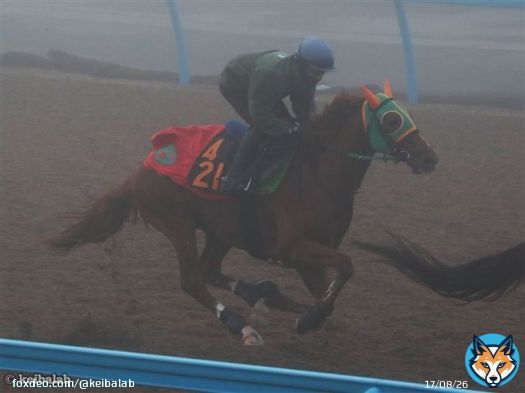 【京都2歳S】 1着グリューネグリーン デムーロ 2着トップナイフ 横山典 3着ヴェルテンベルク 西村淳 ハナを切ったグリューネグリーンが直線しぶとく粘って1着！グランヴィノスは6番手付近で入線。 #競馬 #グリューネグリーン