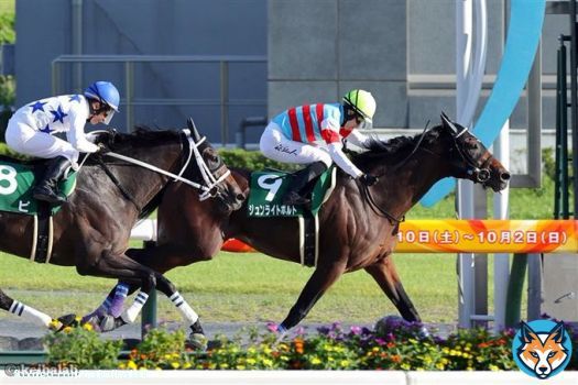 【チャンピオンズC】 1着ジュンライトボルト 石川裕 2着クラウンプライド 福永 3着ハピ 横山典 道中中団で運んだジュンライトボルトが直線鋭く伸びて1着！石川騎手はGI初制覇！テーオーケインズは4着！ #競馬 #ジュンライトボルト #石川裕紀人