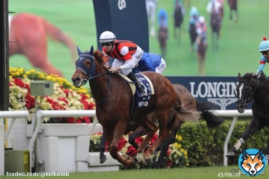 【おめでとうウインマリリン！】 #競馬  #ウインマリリン  #香港ヴァーズ  #G1初制覇  #スクリーンヒーロー