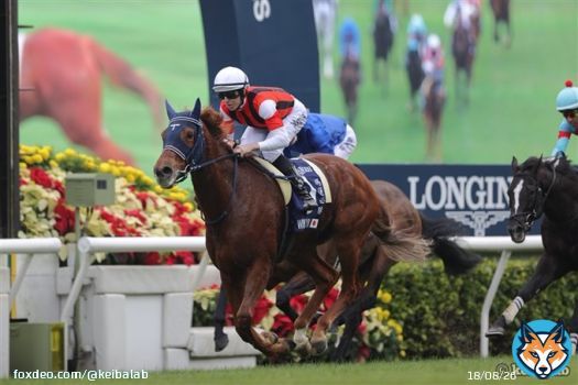 【おめでとうウインマリリン！】 #競馬  #ウインマリリン  #香港ヴァーズ  #G1初制覇  #スクリーンヒーロー