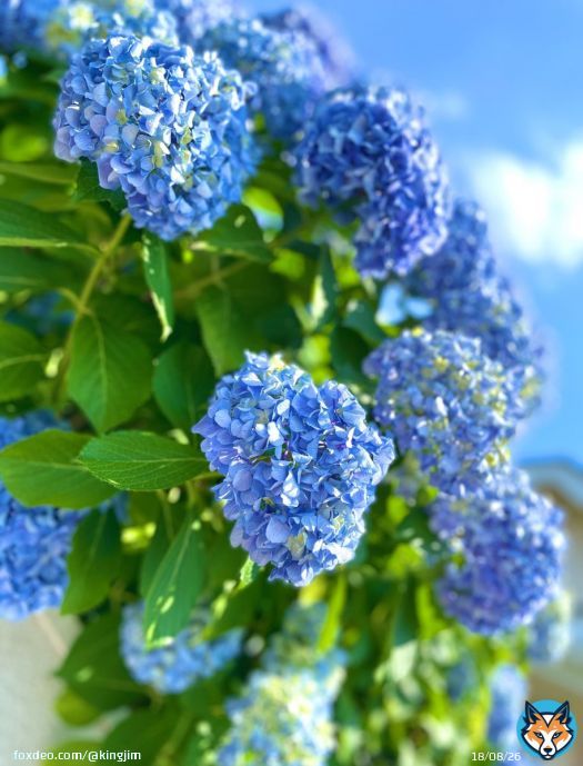 そろそろ梅雨入りかな。ことしもたくさん紫陽花の写真撮りたいな。おはようございます（姉）