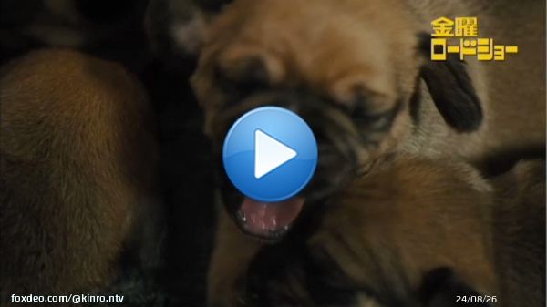 金曜よる時 #僕のワンダフル・ジャーニー その犬は、何度でも生まれ変わる家族をひとつにするために&hellip;。不思議な犬と人との心あたたまる感動作地上波初放送 #金曜ロードショー0:0921.7K views