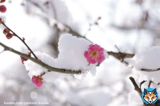 雪に耐えて花ひらく梅の花のように、どうぞ皆さまの努力が実をむすび花ひらきますように&hellip; #京都 #北野天満宮 #学業成就 #共通テスト #がんばれ受験生
