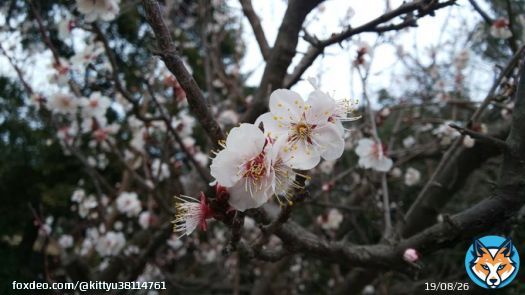 桜？
