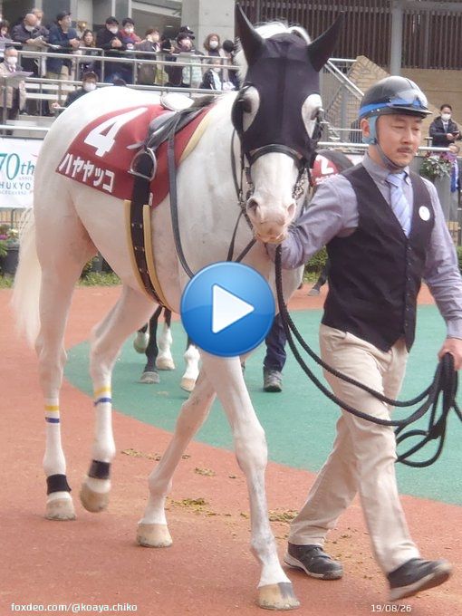 今回は白馬のハヤヤッコを見に来たと言っても過言では無い。 #日経新春杯