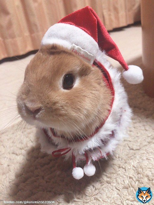 クリスマスイブ  #うさぎ #うさぎのいる暮らし #うさぎ好きさんと繋がりたい