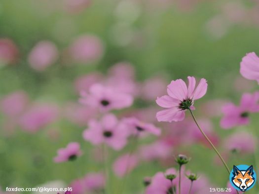 コスモス。後ろ姿も可憐でした\u2740  #ひまわりの丘公園  OLYMPUS PEN Lite E-PL6 M.ZUIKO DIGITAL ED 75mm F1.8