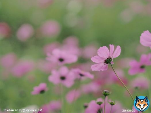 コスモス。後ろ姿も可憐でした\u2740  #ひまわりの丘公園  OLYMPUS PEN Lite E-PL6 M.ZUIKO DIGITAL ED 75mm F1.8