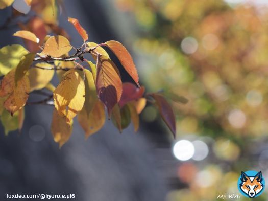 近所の街路樹。桜紅葉が綺麗です  OLYMPUS PEN Lite E-PL6 M.ZUIKO DIGITAL ED 75mm F1.8