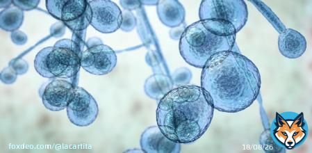 The Centers for Disease Control and Prevention (CDC) have reported that a deadly fungal infection, Candida auris, is spreading rapidly at an alarming rate.