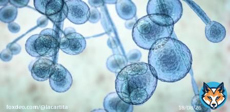 The Centers for Disease Control and Prevention (CDC) have reported that a deadly fungal infection, Candida auris, is spreading rapidly at an alarming rate.
