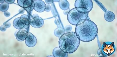 The Centers for Disease Control and Prevention (CDC) have reported that a deadly fungal infection, Candida auris, is spreading rapidly at an alarming rate.