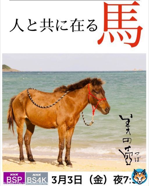 美の壺にタイトルホルダー君が？！ 録画予約せねば！