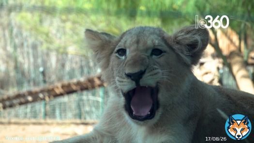 Avec le nouveau-n&eacute; Azaghar, le zoo de Rabat h&eacute;berge d&eacute;sormais 40 lions de l&rsquo;Atlas