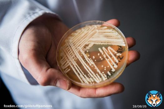 Reports of patients with the drug-resistant fungal infection Candida auris have accelerated in recent years.