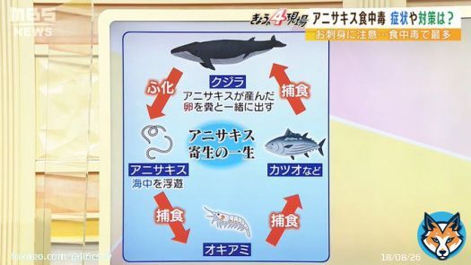 アニサキスはクジラとかイルカのお腹の中で成虫になります クジラが増えると アニサキス も増えます 皆さん お刺身食べる時はよく噛んで食べてください あと万が一の場合に正露丸も 常備しときましょう まあ それでも治らない場合は病院に行くしかないんですが