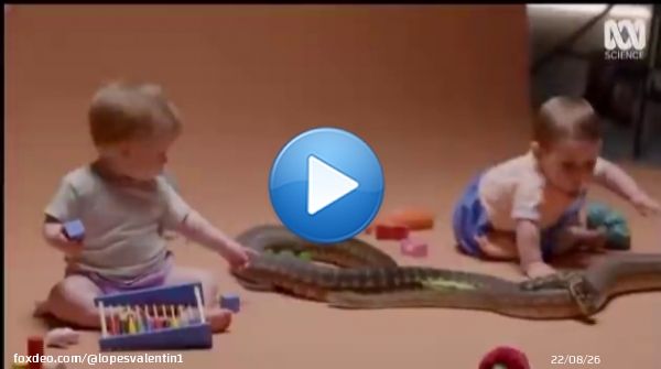 Tout comme on ne naît pas raciste, homophobe, etc... C'est un problème d'éducation, conditionnement et vécu mais vous n'êtes pas prêts pour cette discussion.QuoteScience girl@sciencegirl·Jan 30Scientists proved that human babies aren’t born afraid ofof snakes.
