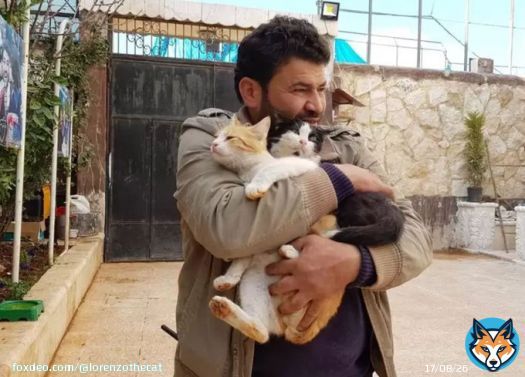 Good News: Ernesto, the Cat Man of Aleppo in Syria, survived the earthquake and so did all the cats in his sanctuary. Sending love you way, sir. @theAleppoCatmen